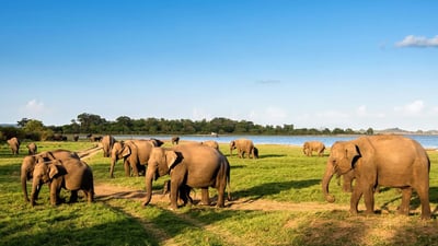 Elephan Gathering