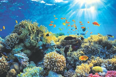 Coral Sanctuary