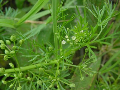 Trachyspermum roxburghianum