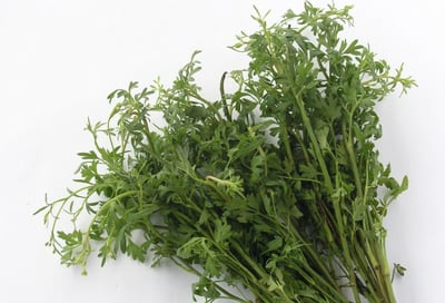 Trachyspermum roxburghianum