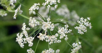 Trachyspermum roxburghianum