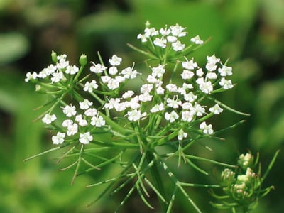 Trachyspermum roxburghianum