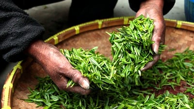 Ceylon White Tea