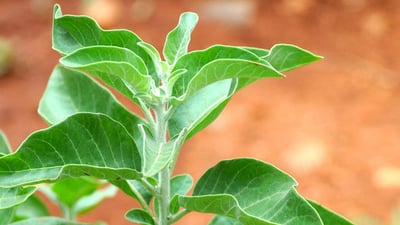 Withania somnifera