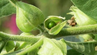 Withania somnifera