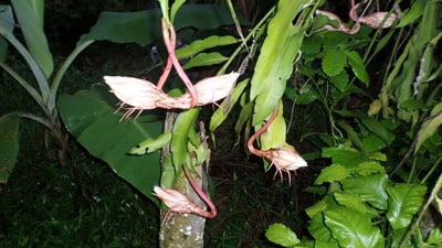 Kadupul