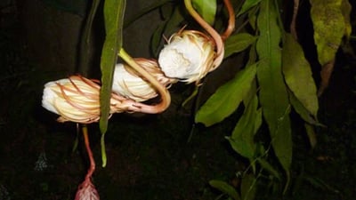 Kadupul