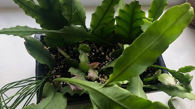 Kadupul