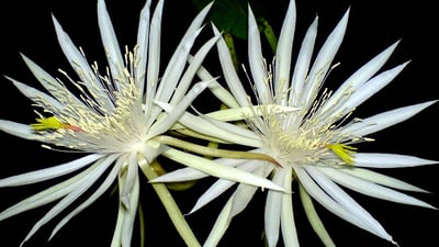 Kadupul