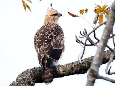 Mountain hawk-eagle