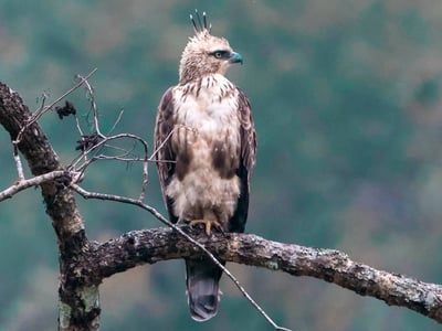 Mountain hawk-eagle