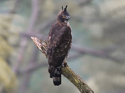 Mountain hawk-eagle