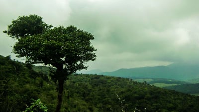 ThotupolaKanda