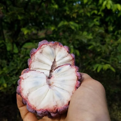 Sugar Apple