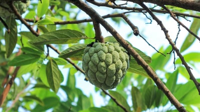 Sugar Apple