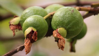 Guava