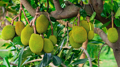 Jackfruit