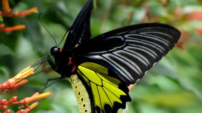 Common Birdwing