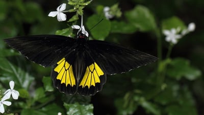 Common Birdwing