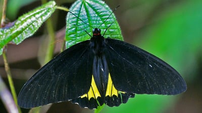 Common Birdwing