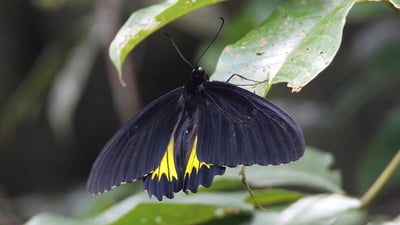 Common Birdwing