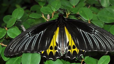 Common Birdwing