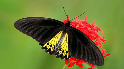 Common Birdwing