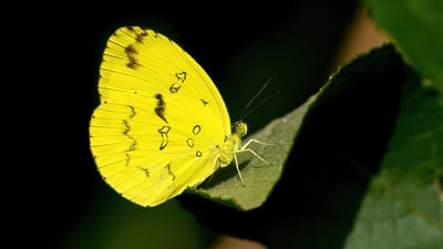 One Spot Grass Yellow