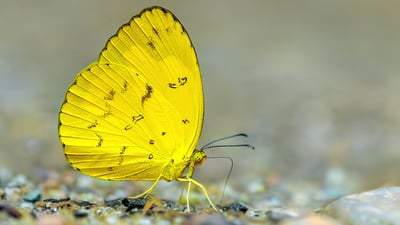 One Spot Grass Yellow