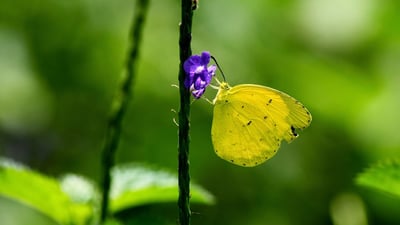 One Spot Grass Yellow