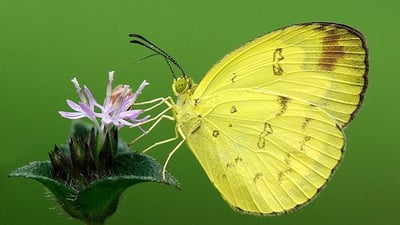 One Spot Grass Yellow