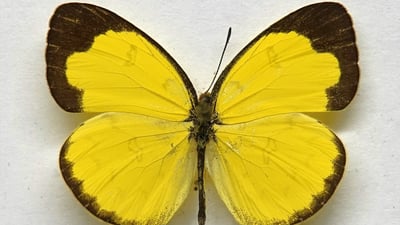 One Spot Grass Yellow