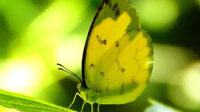 One Spot Grass Yellow