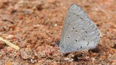 Ceylon Hedge Blue