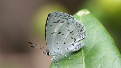 Ceylon Hedge Blue