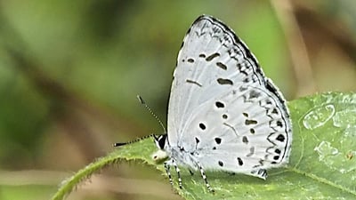 Ceylon Hedge Blue