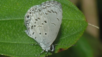 Ceylon Hedge Blue