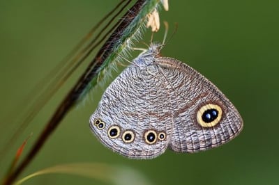 Sinhalese five-ring (Ypthima singala)