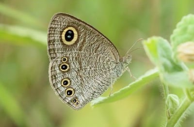 Sinhalese five-ring (Ypthima singala)