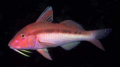 Goat Fish