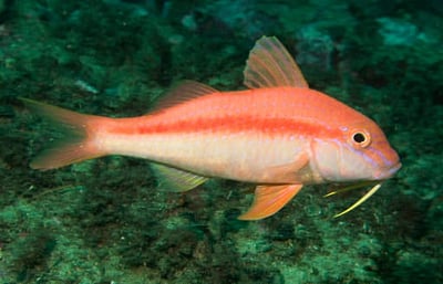 Goat Fish
