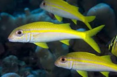 Goat Fish