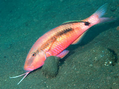 Goat Fish