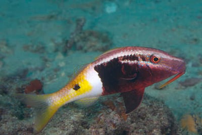 Goat Fish