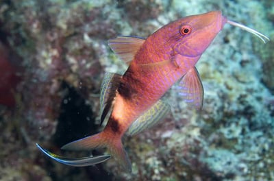 Goat Fish