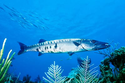 Barracuda