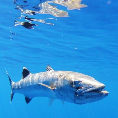 Barracuda