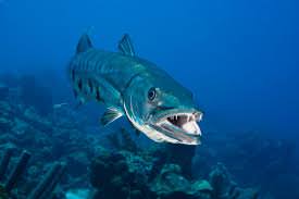 Barracuda