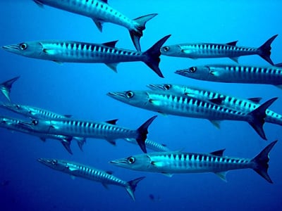 Barracuda