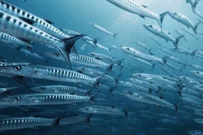 Barracuda
